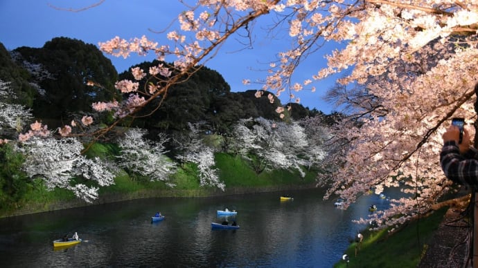 さくら狩り 東京都千代田区三番町 千鳥ヶ淵の夜桜ライトアップ(2)ピンクと白のライトアップ