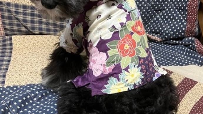 スリング散歩とチンピラ