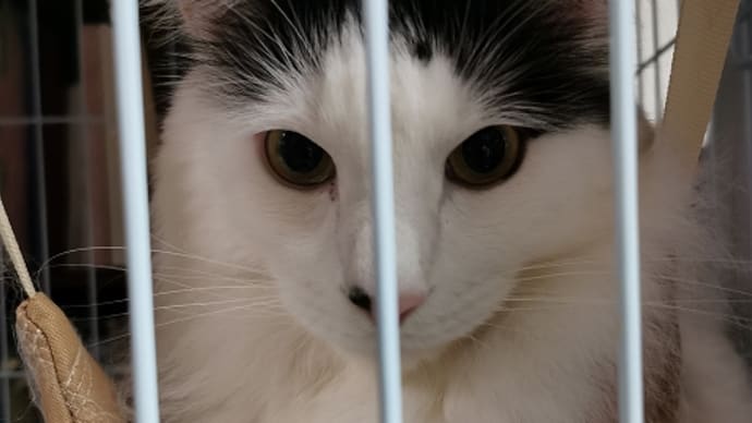 International cat day(世界猫の日)