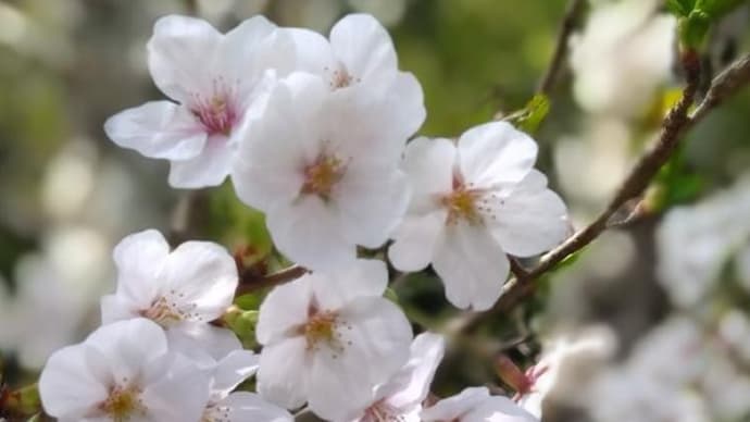 2025年、泉佐野市「意賀美神社」の桜