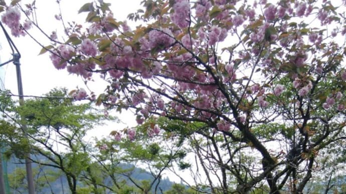 菊丸です〜桜とタケノコ