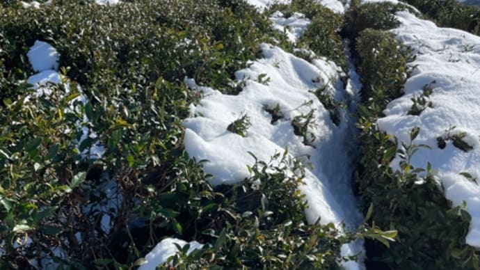 雪の被害がありました！