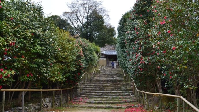 白毫寺の椿