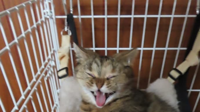 ちょっかいを出して遊んでもらいました～(*'▽')