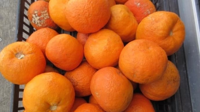 橙（ダイダイ）でマーマレードを作る
