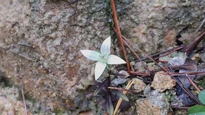 登山道の片隅に咲いているセンブリの花 ・・・