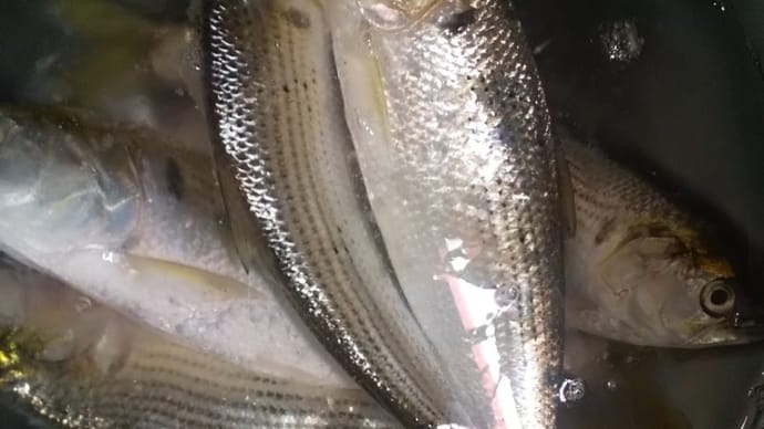 出勤途中のお刺身