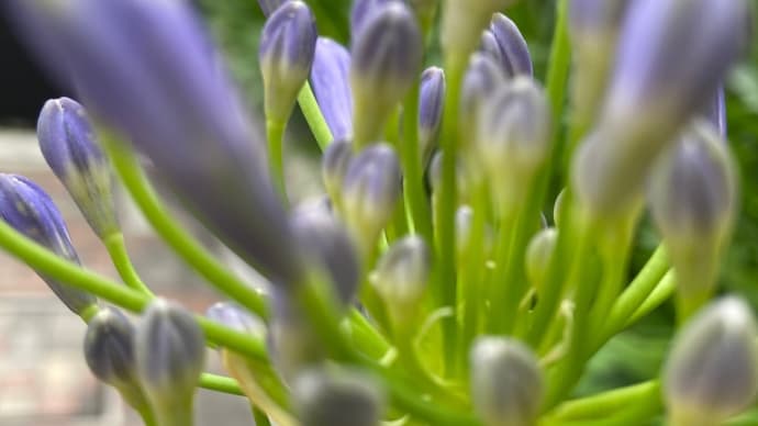 アガパンサスの花咲く