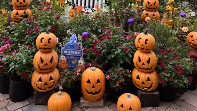 カボチャがいっぱい! 🎃🎃🎃