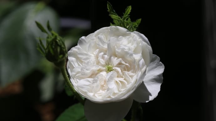 マダムハーディー開花。