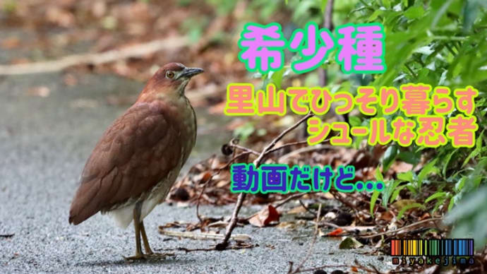 動画なんですけど...