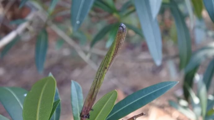 珍しい夾竹桃(キョウチクトウ)の実、木姿を楽しむ