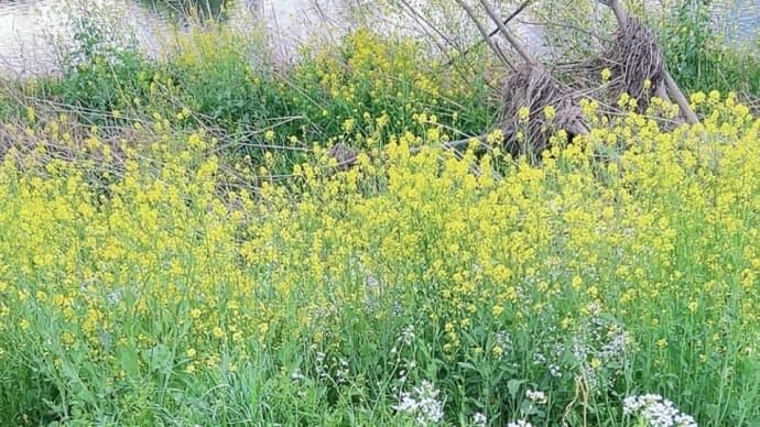 友人とランチの後は菜の花畑へ