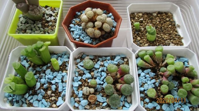 2022春の植替え5☆リトコノ