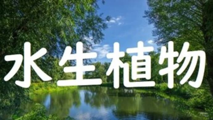 私の育てている水生植物「アルテルナンテラオキプス」