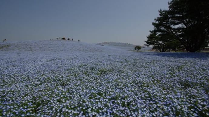 ひたち海浜公園