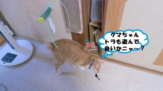 クマちゃん!ネズミさん猫をかぶっているだニャ~ン🐈