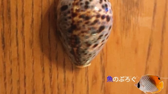 ヒメホシダカラ
