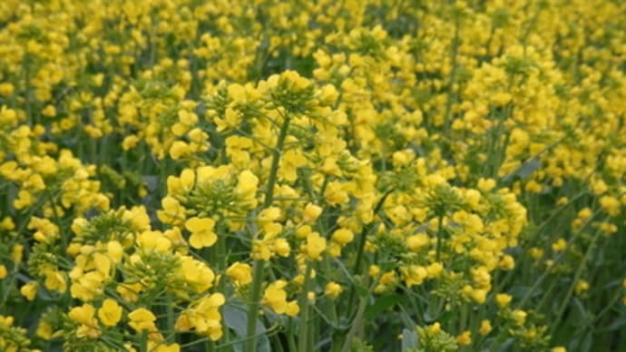 久しぶりにデジカメで花を撮影