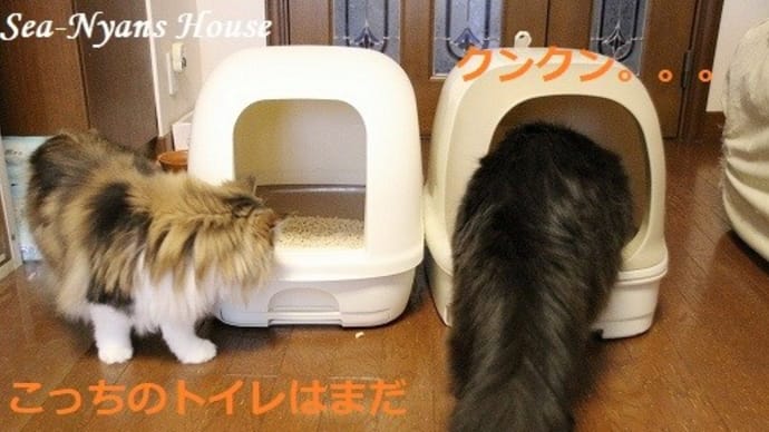 待っていられなかったわ~