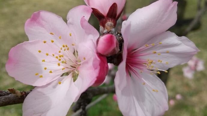 アーモンドの森?