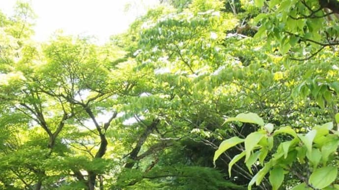 まち歩き (京都)
