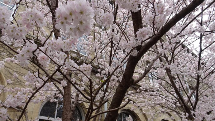 2022年・旧成徳中学校の早咲き桜