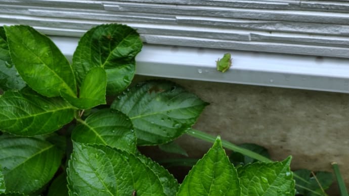 アジサイ(紫陽花)から飛び出たのは