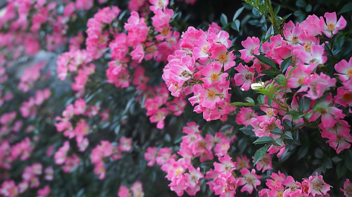 ★信州スカイパークの花🌹③ 2022