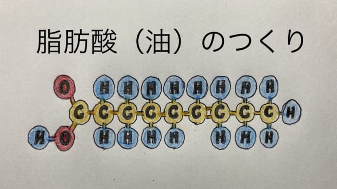 ホルモンバランスの乱れと骨粗鬆症②