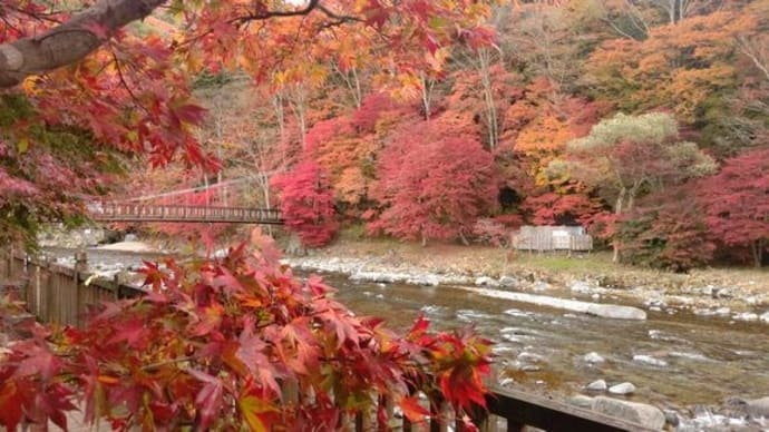 館内から見れる紅葉が見頃を迎えています