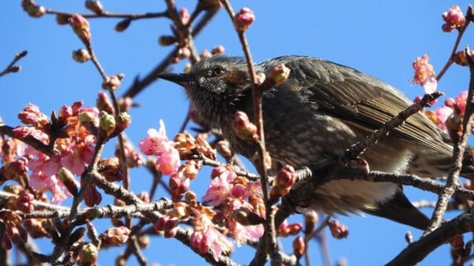 河津桜、一番クジはヒヨドリ、続いて2番はメジロさん