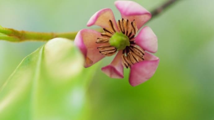 小さな花でも・・・