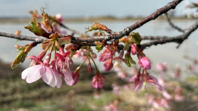 花・河津桜など