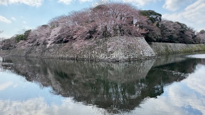 彦根城の桜はまだすこしはやいかな?