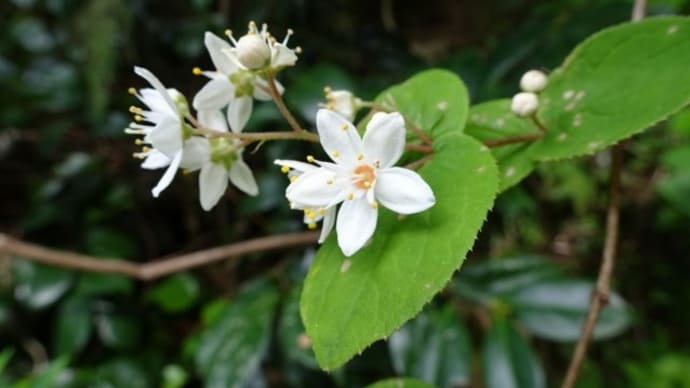 Fuzzy deutzia