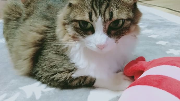 エビ殿との関係