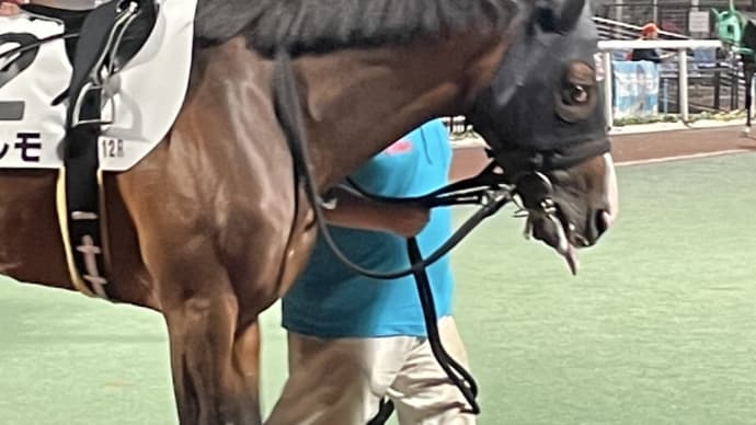 愛馬パレルモ大井競馬最終R優勝しました!!
