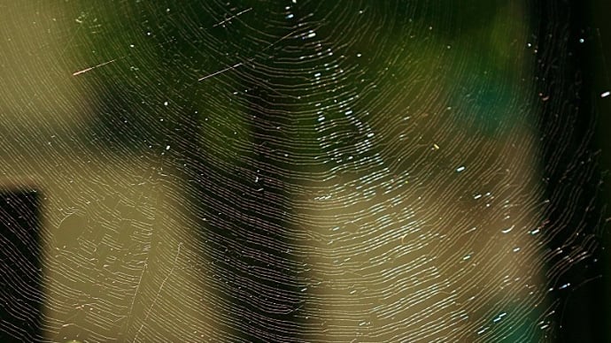 蜘蛛の巣の美？
