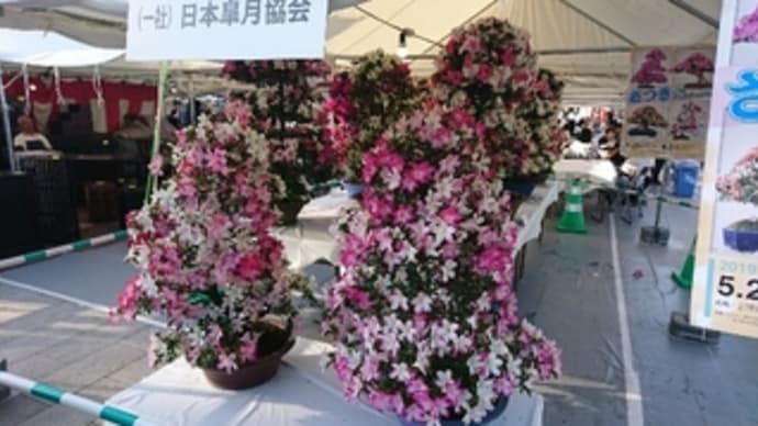さつき祭り