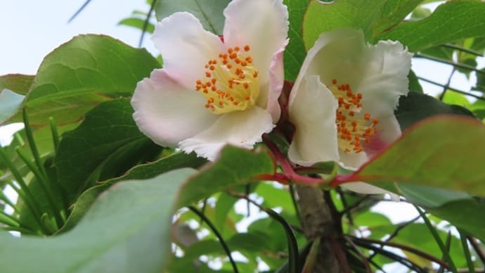 沙羅の花が咲く