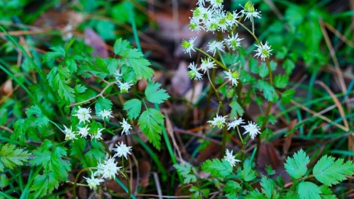 セリバオウレンとウメの花(板橋区立赤塚植物園 2024.2.24撮影)