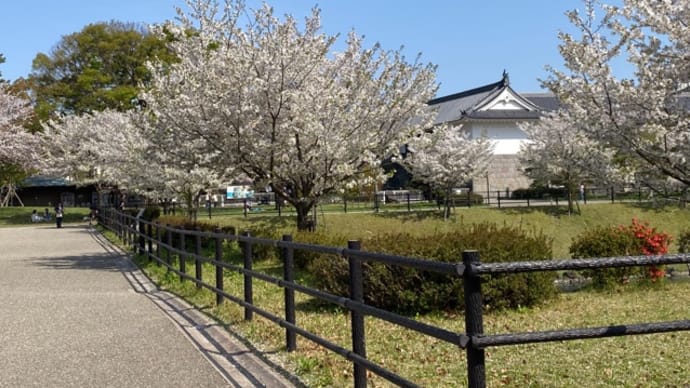 駿府公園 桜の見納めと 「静岡おでん」牛スジが食べたい❣️