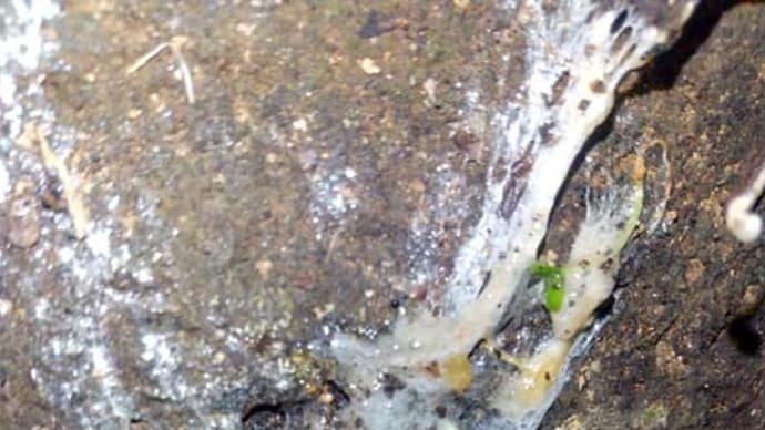 アオガエルの卵塊、寄生虫にやられる!