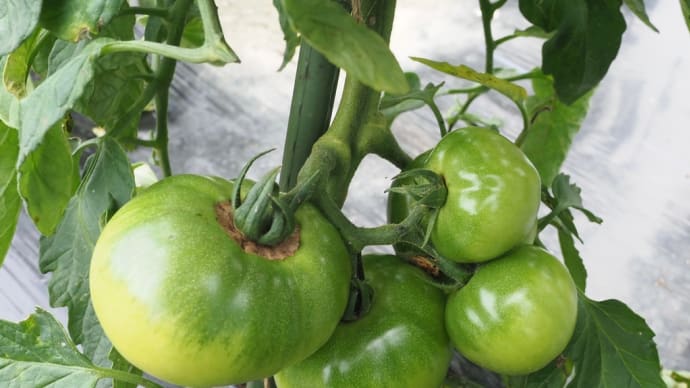無事だった菜園野菜