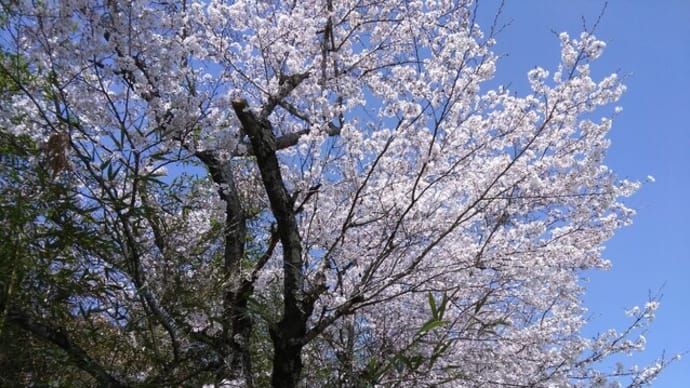 ご褒美桜
