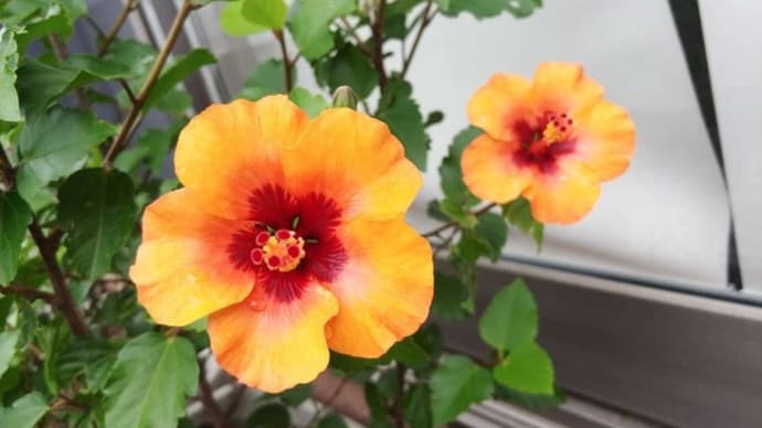 ハイビスカス🌺