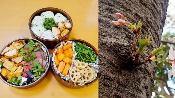 花より団子?いやいやお花あってこそ、桜あってこそです。お花見しましょう!