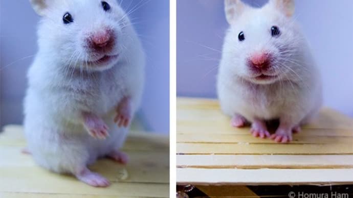 Hamster cage theme 🐹 New hamster home 🐹 White syrian hamster 🐹 Homura Ham
