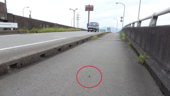 アカタテハ(交通事故死?)(富山市黒瀬)